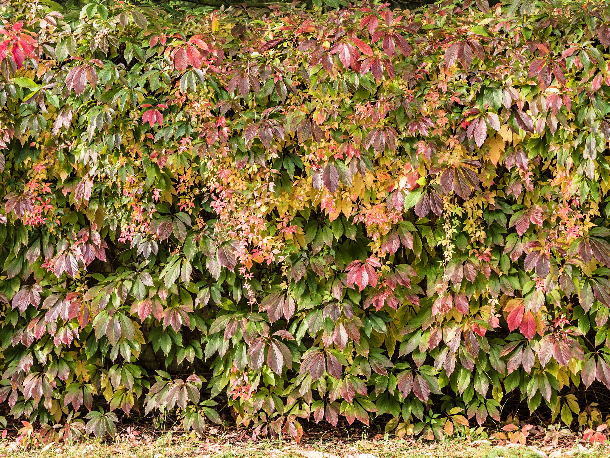 Olympus PEN E-PL8 sample photo. Takeover photography
