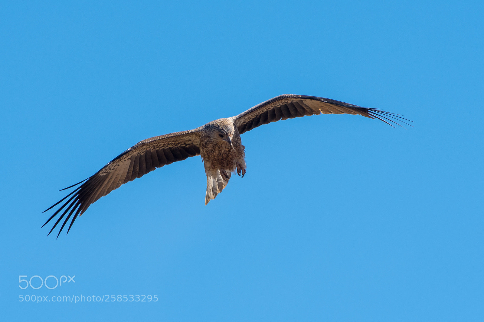 Nikon D500 sample photo. Whistling kite photography