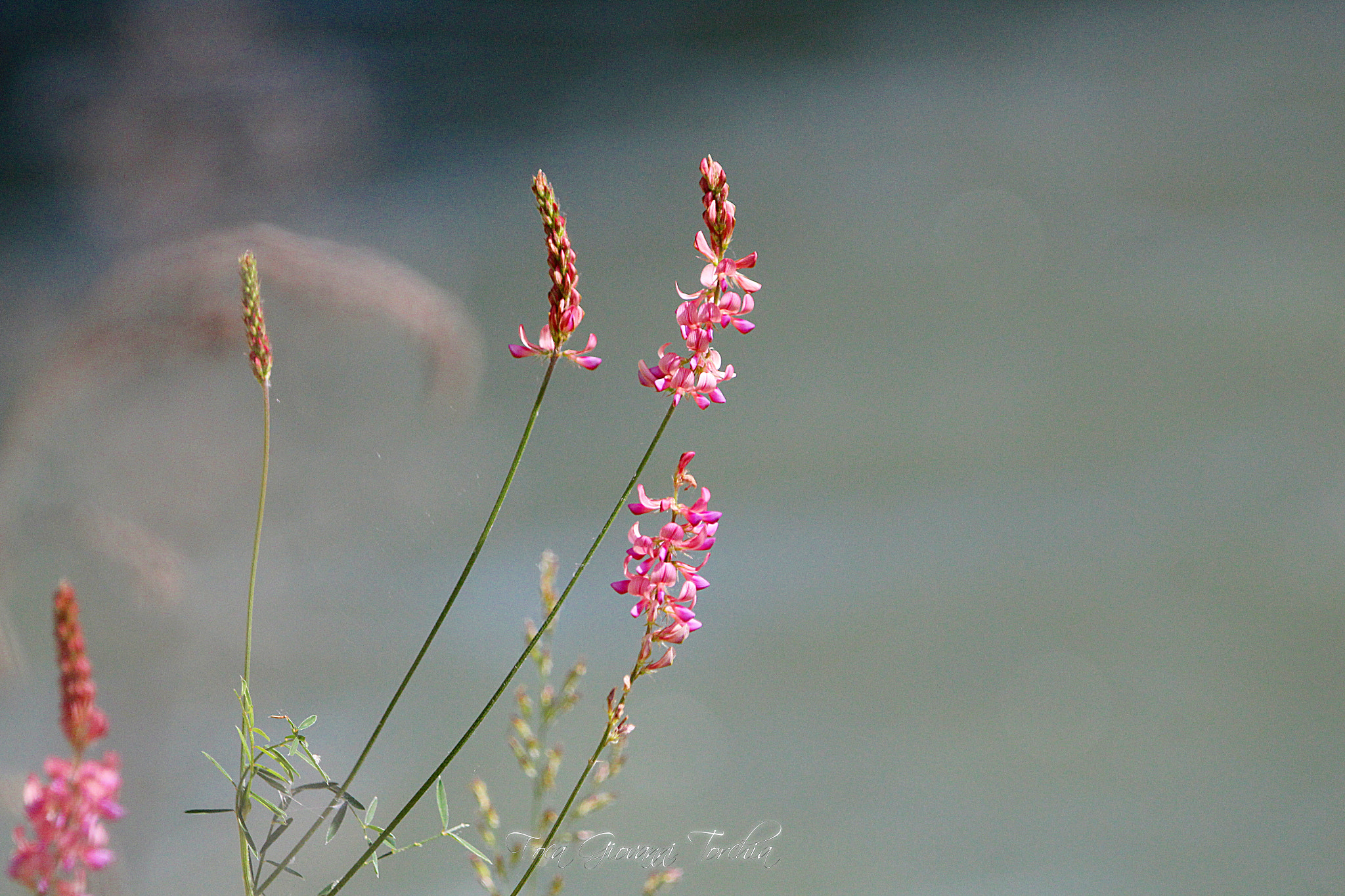 Canon EOS 1200D (EOS Rebel T5 / EOS Kiss X70 / EOS Hi) sample photo. Wild flowers on the river dora baltea - italy photography