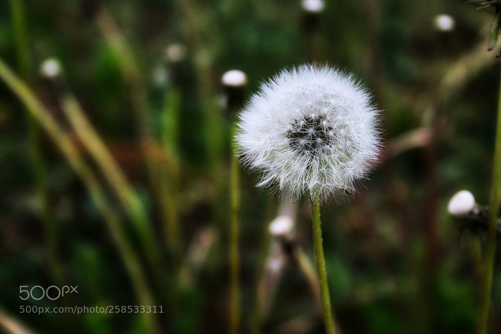 Canon EF-S 18-55mm F3.5-5.6 II sample photo. Dandelion photography