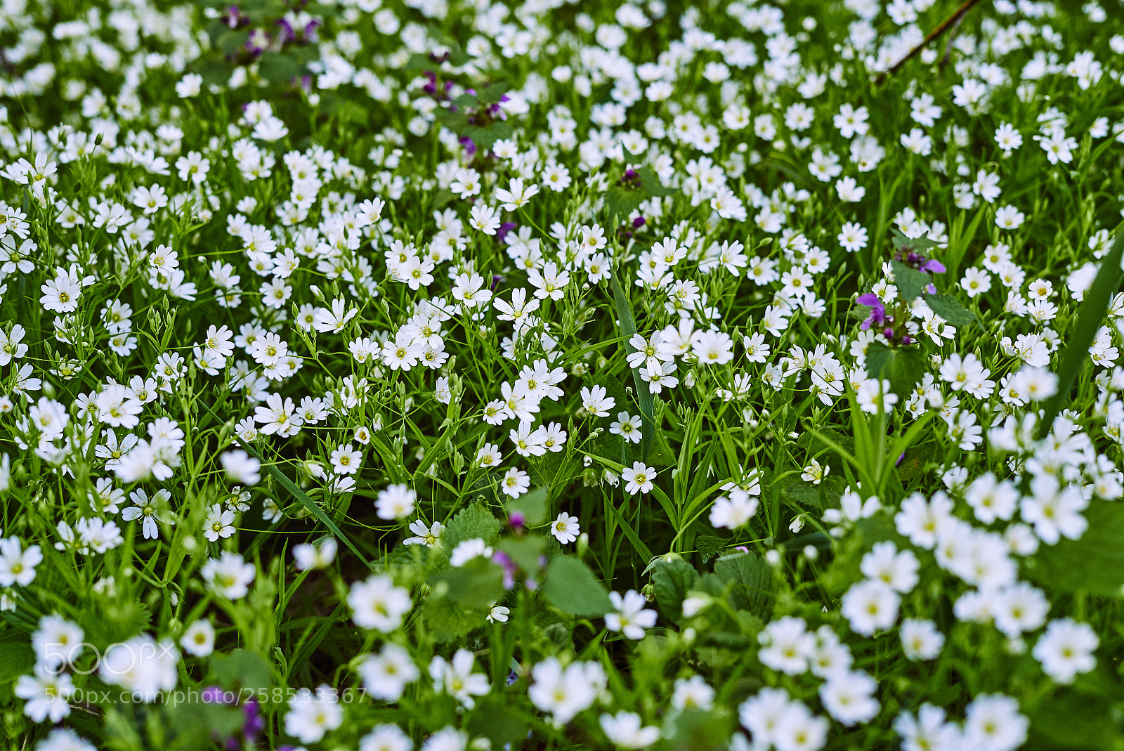 Sony a7S sample photo. White field photography