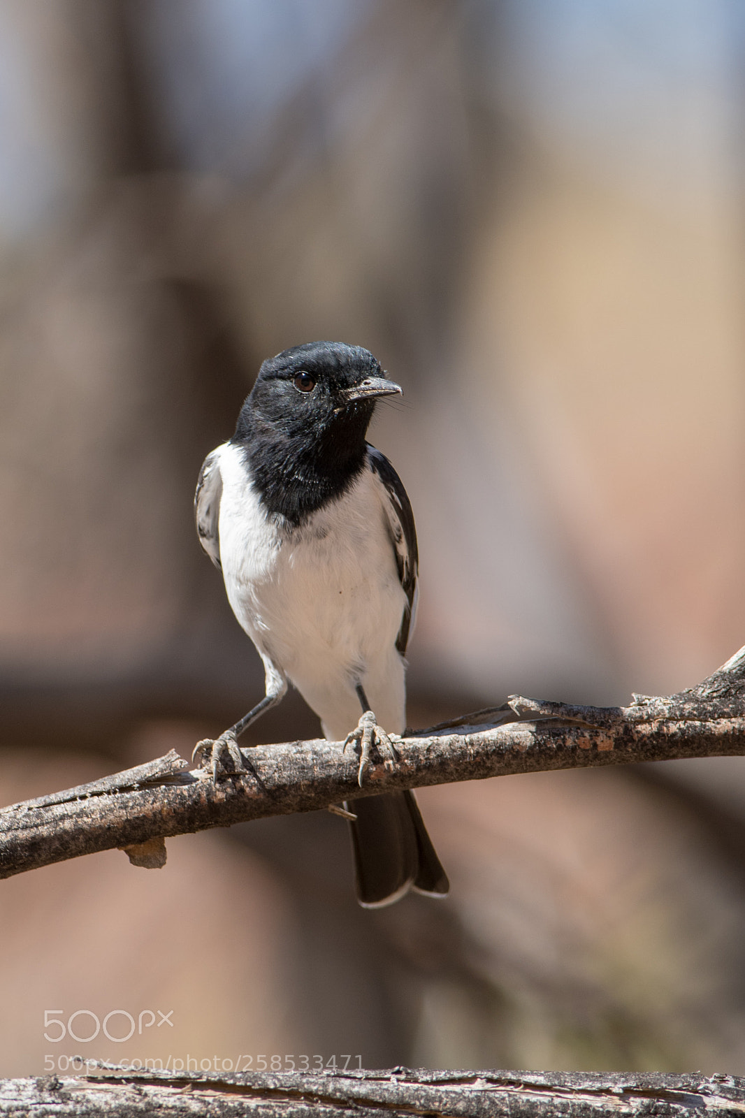 Nikon D500 sample photo. Hooded robin photography