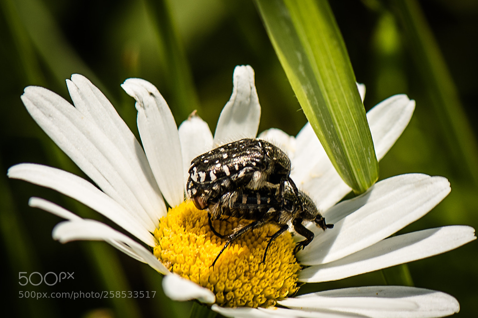 Nikon D750 sample photo. Insect photography