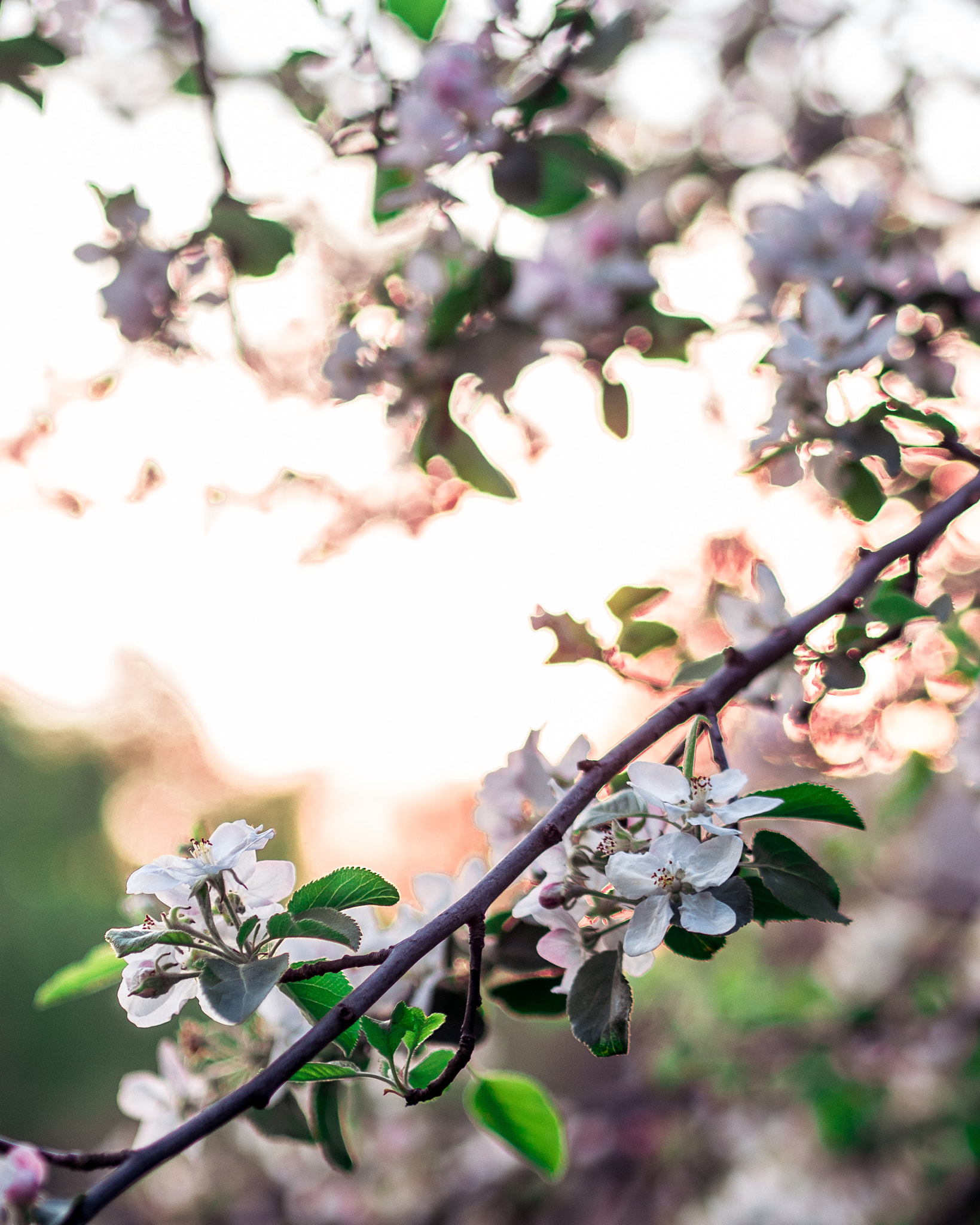 Olympus PEN E-PL8 sample photo. Spring blossoms photography