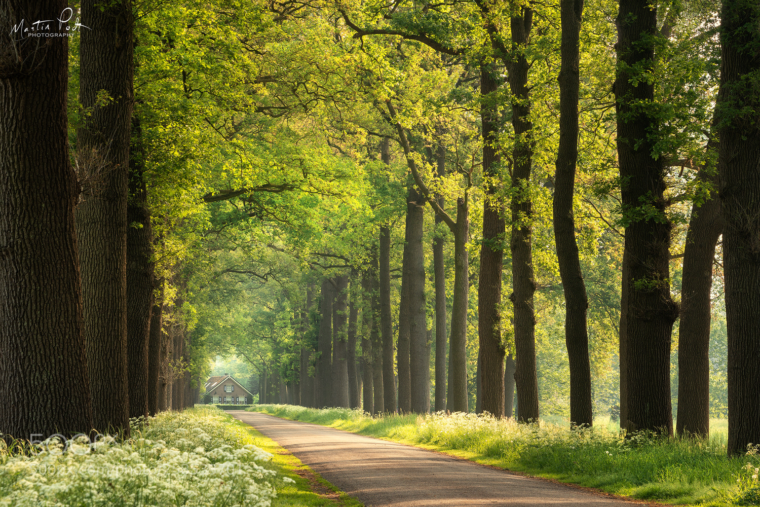 Sony a6500 sample photo. Fresh greens in lochem photography
