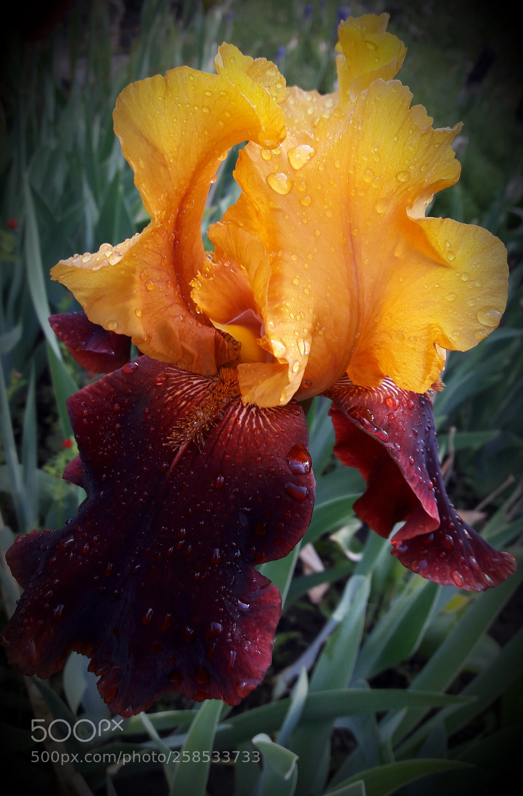 Samsung Galaxy J7 sample photo. Rainy morning photography