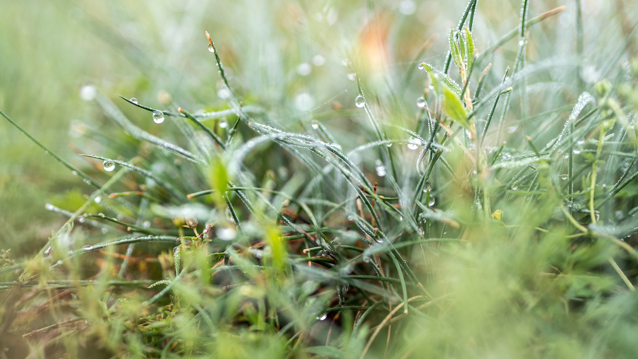 Olympus PEN E-PL8 sample photo. After rain photography