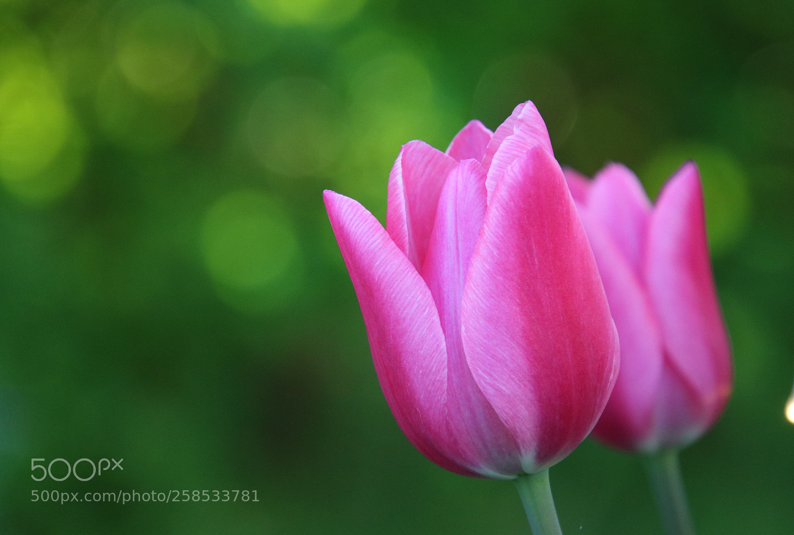 Canon EOS 750D (EOS Rebel T6i / EOS Kiss X8i) sample photo. We will never be photography