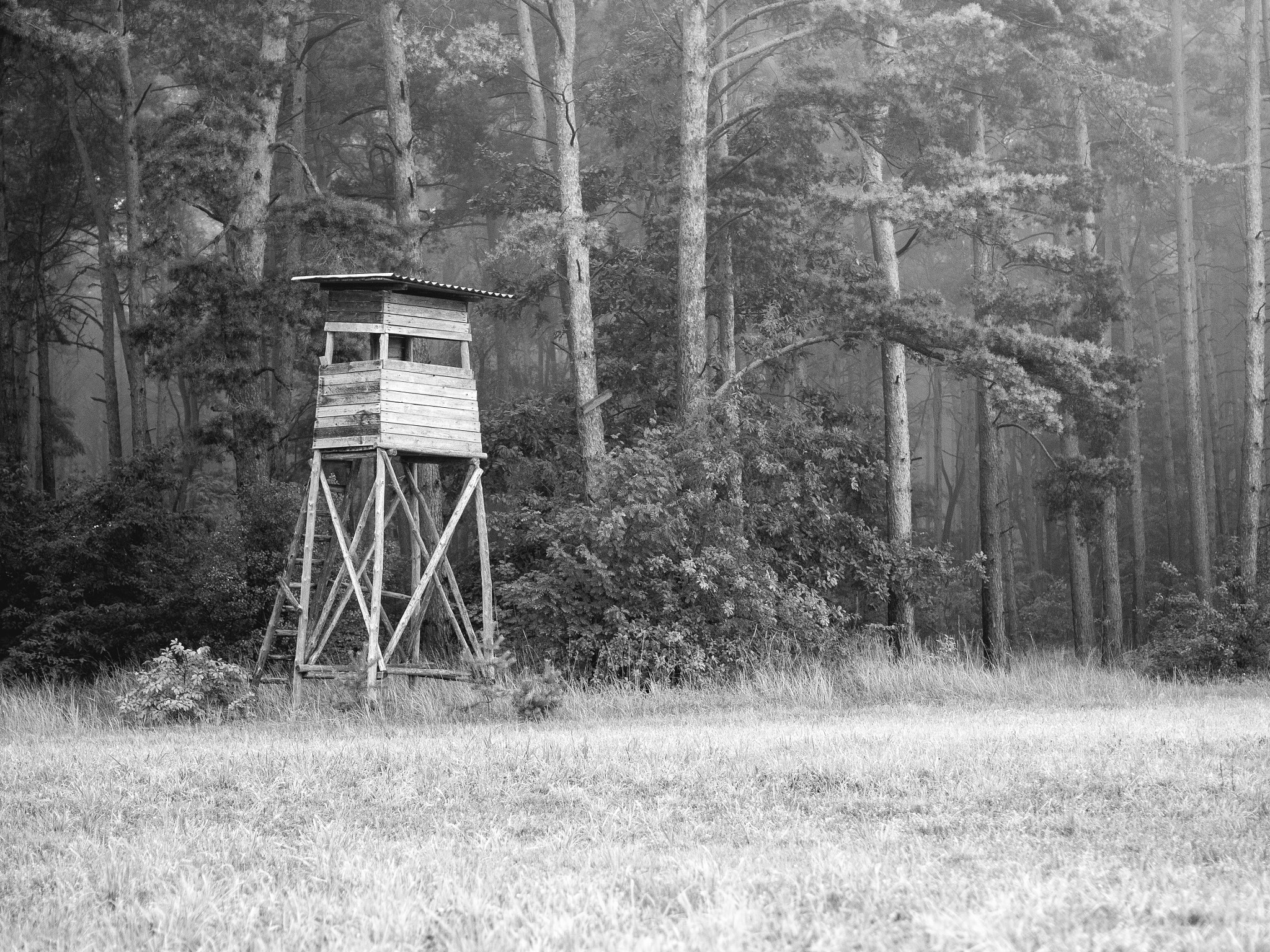 Olympus PEN E-PL8 sample photo. Hunters' stand photography