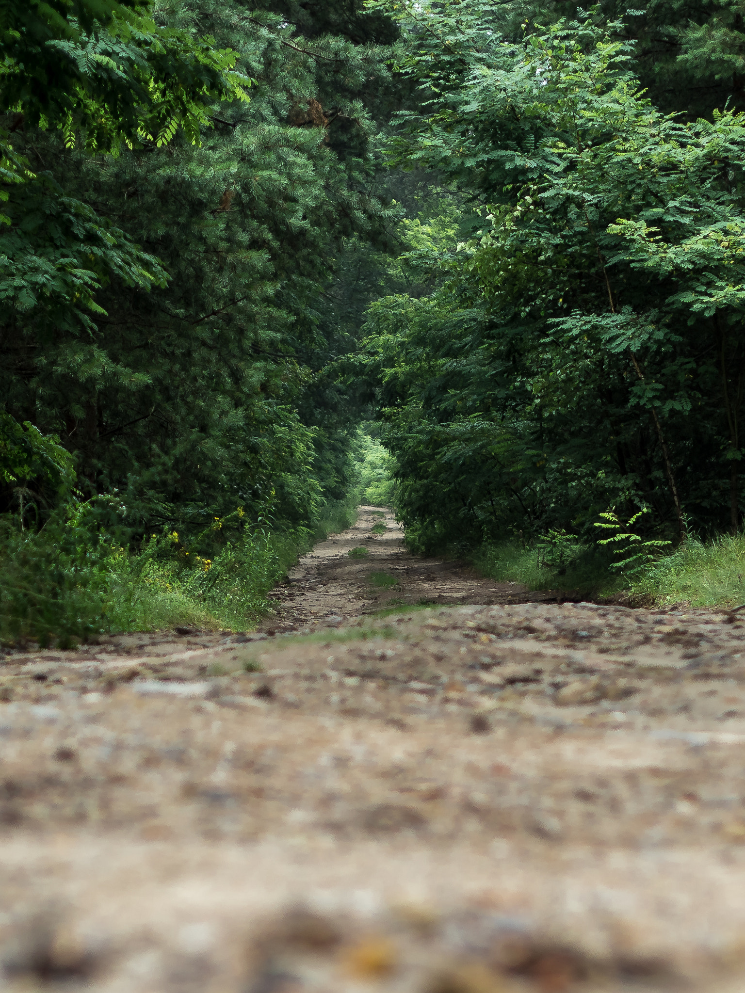 Olympus PEN E-PL8 sample photo. Into the woods photography