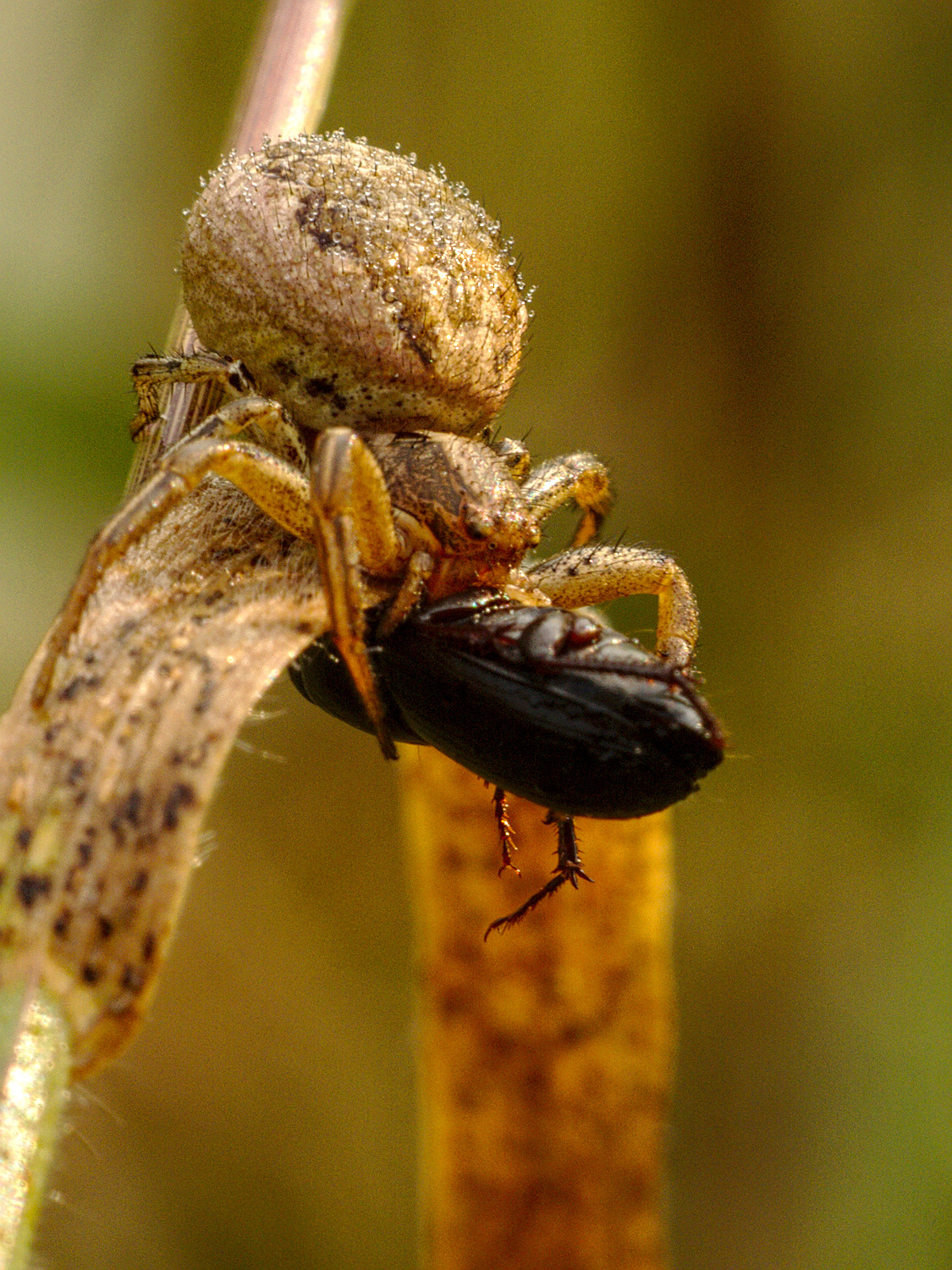 Sigma APO Macro 150mm f/2.8 EX DG HSM sample photo. Araignée photography