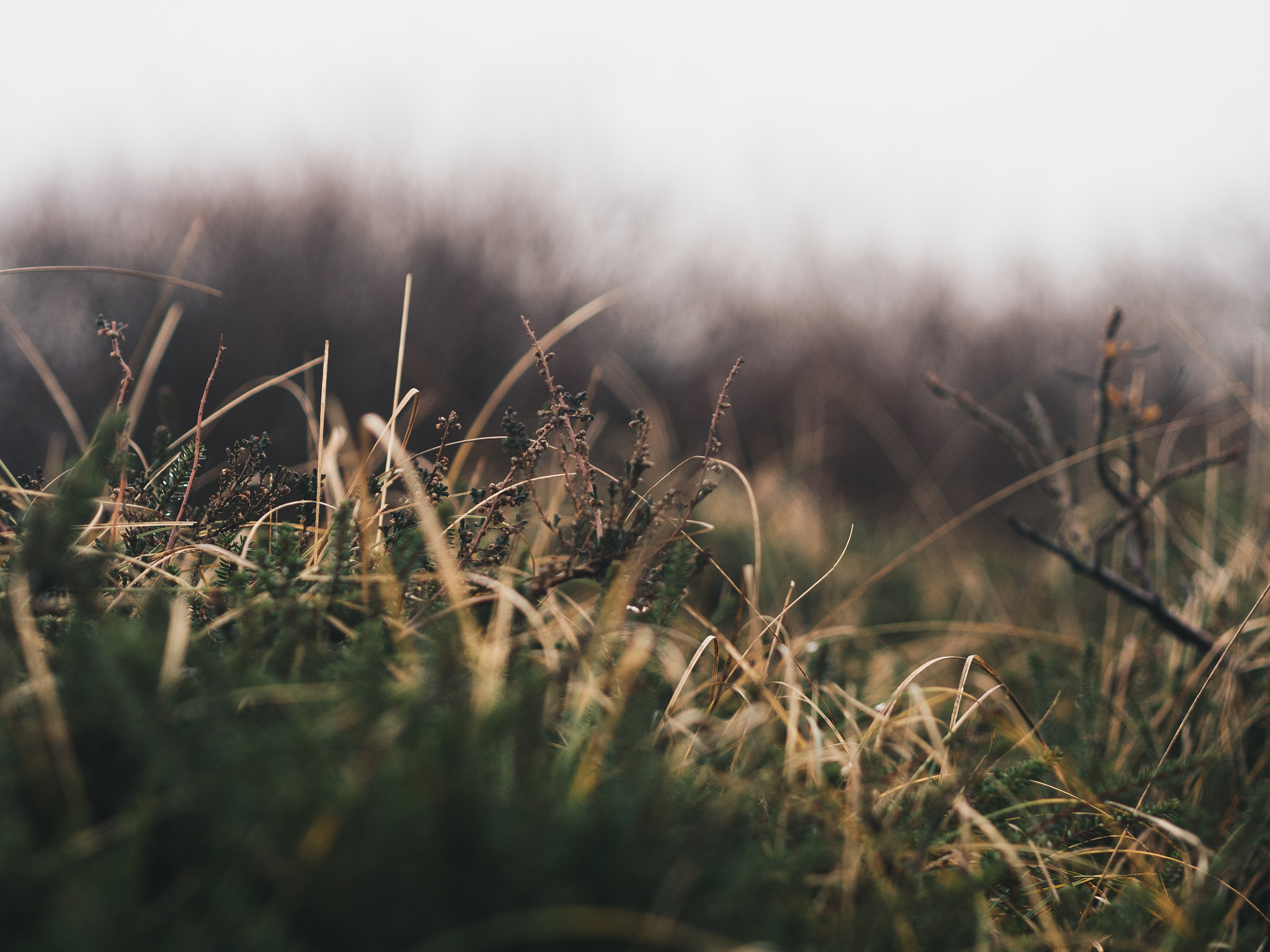 Olympus PEN E-PL8 sample photo. Sylt, morsum kliff photography