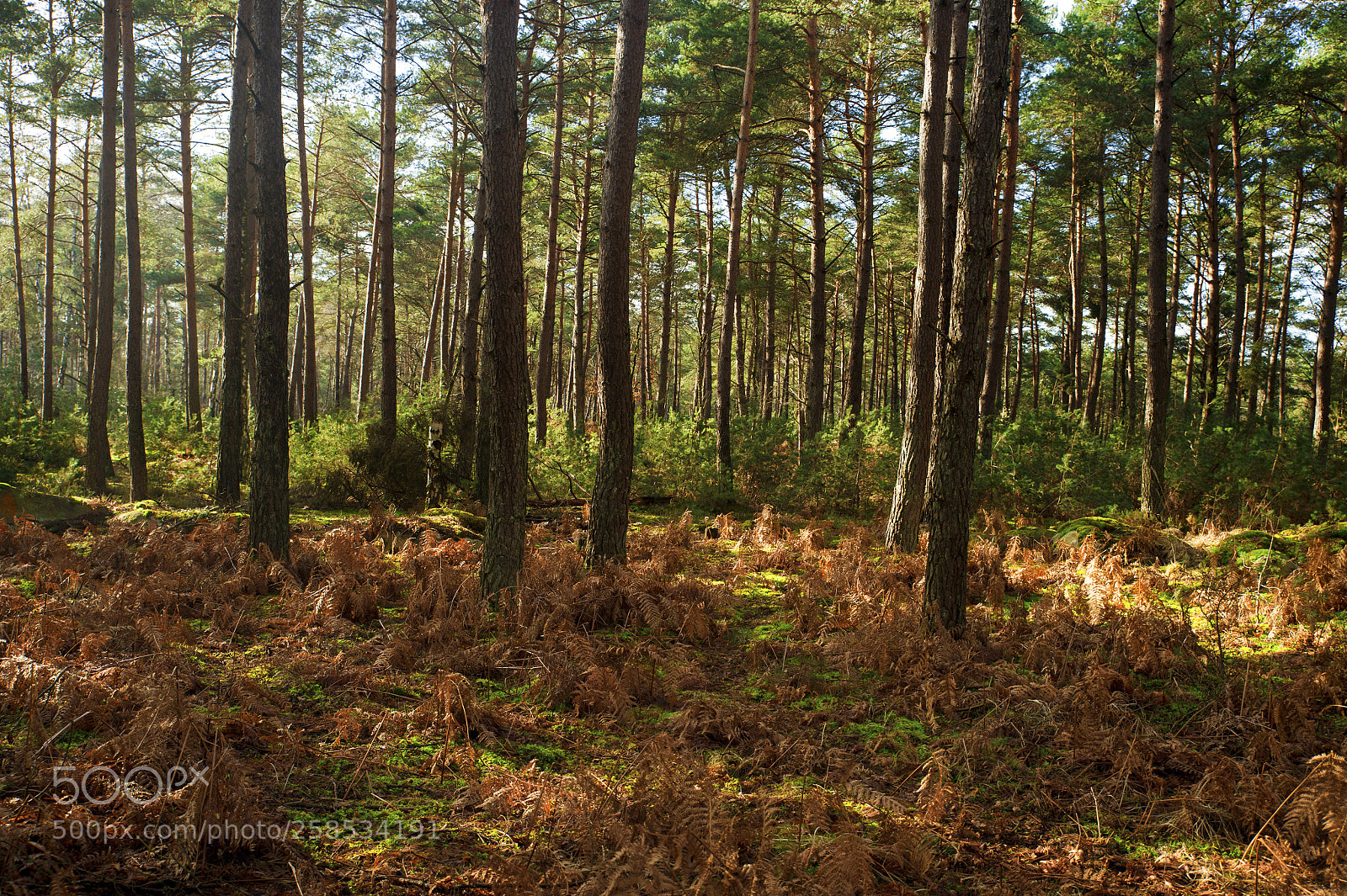 Nikon Df sample photo. Back to fontainebleau photography