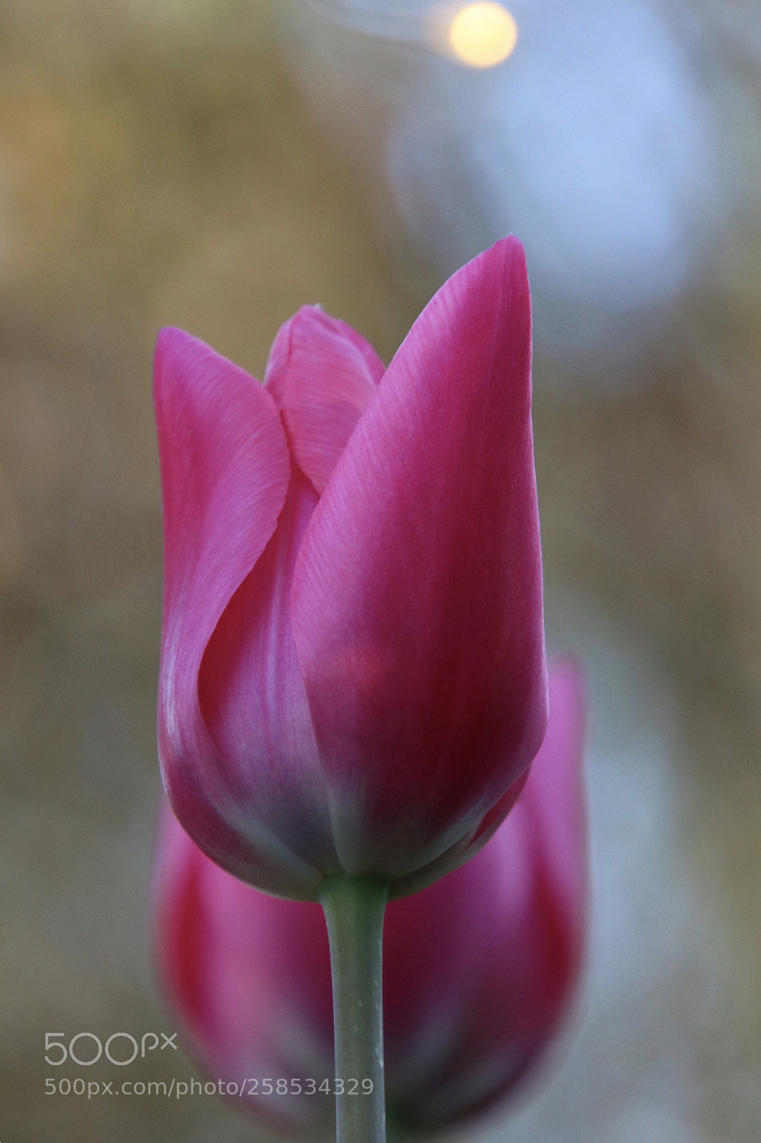 Canon EOS 750D (EOS Rebel T6i / EOS Kiss X8i) sample photo. My imaginary friend photography
