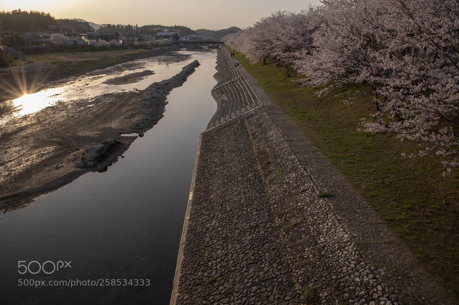 Nikon D850 sample photo. Cherry tree along the photography