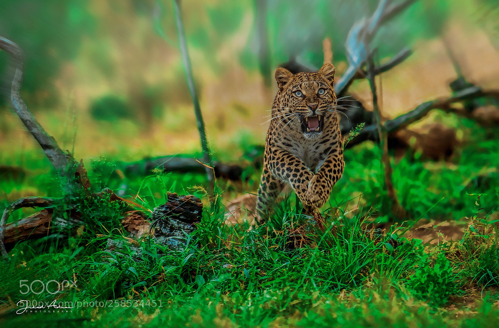 Nikon D5 sample photo. Leopard photography
