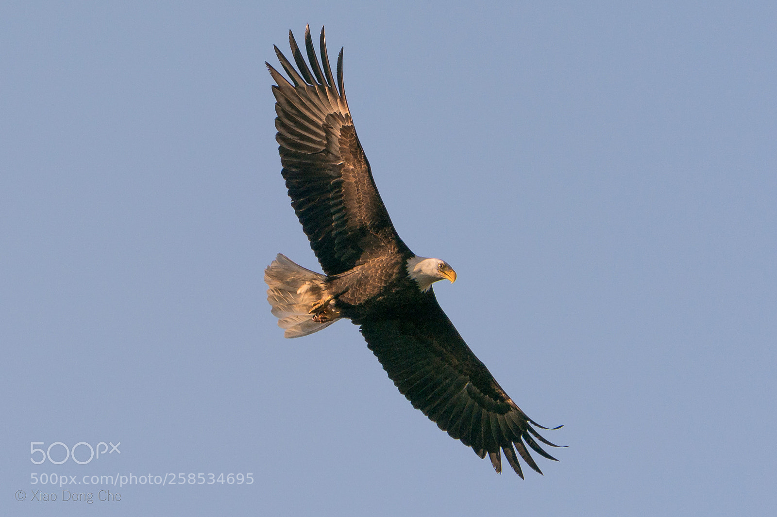 Sony a9 sample photo. Bald eagle in flight photography
