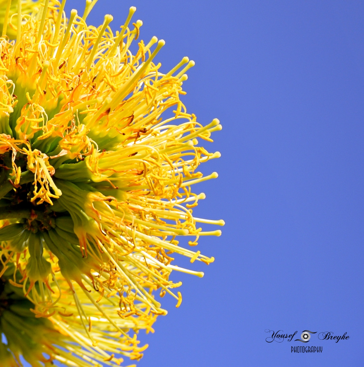 Nikon D7200 sample photo. Yellow flower on blue sky photography
