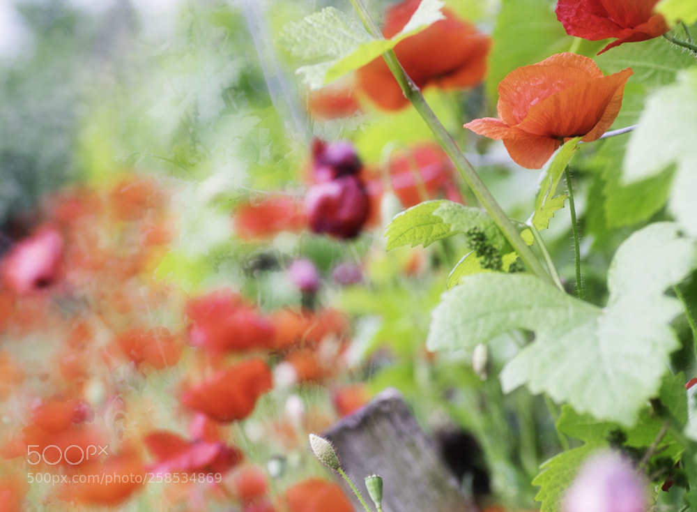 Fujifilm X-T1 sample photo. Mohn an wein photography