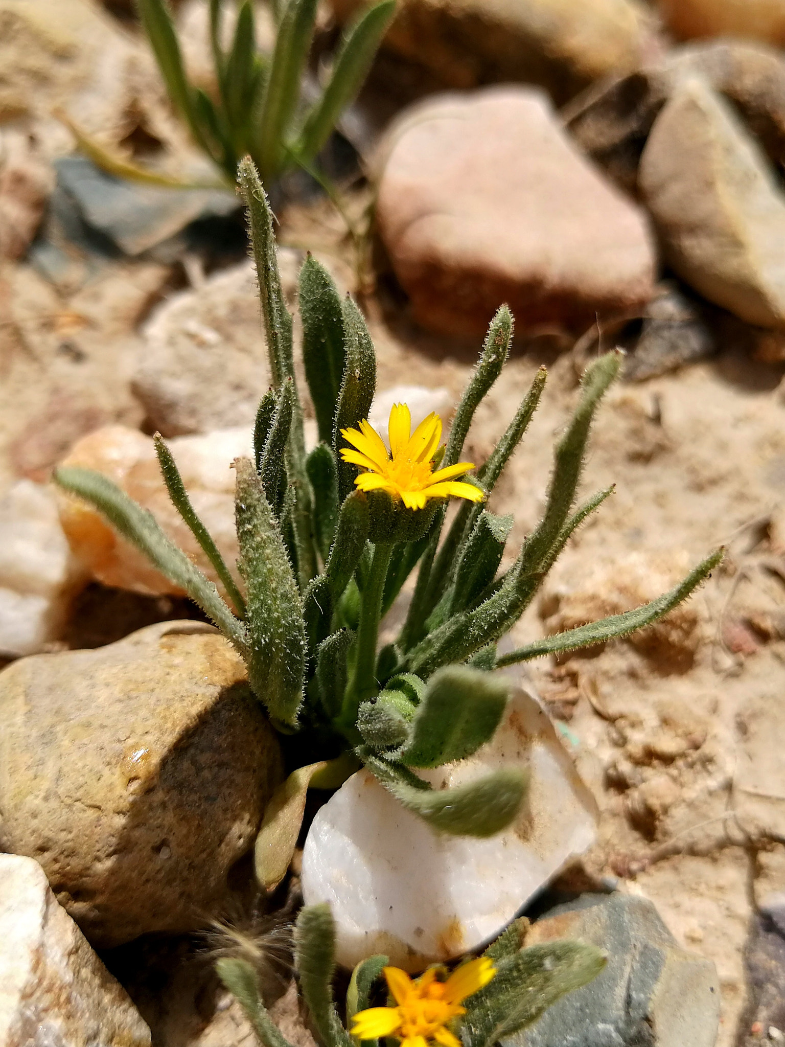 HUAWEI P10 Plus sample photo. Mini-life photography