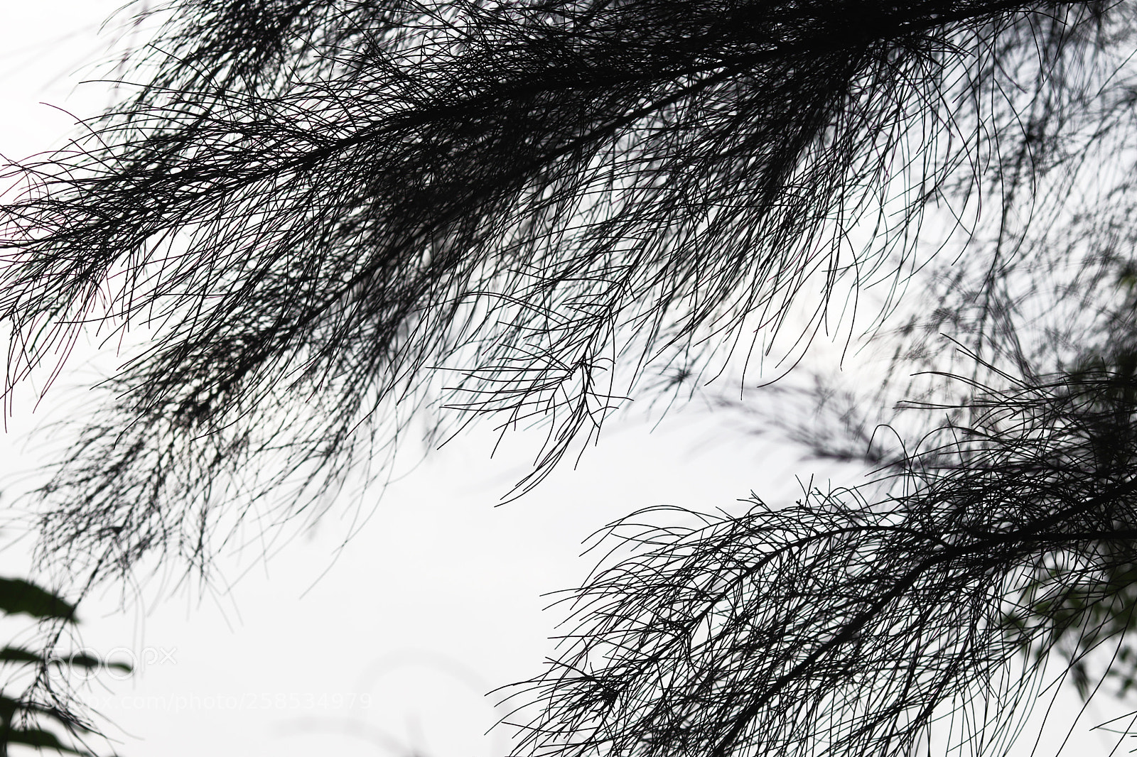Canon EOS 200D (EOS Rebel SL2 / EOS Kiss X9) sample photo. Art of tree,,,,, photography