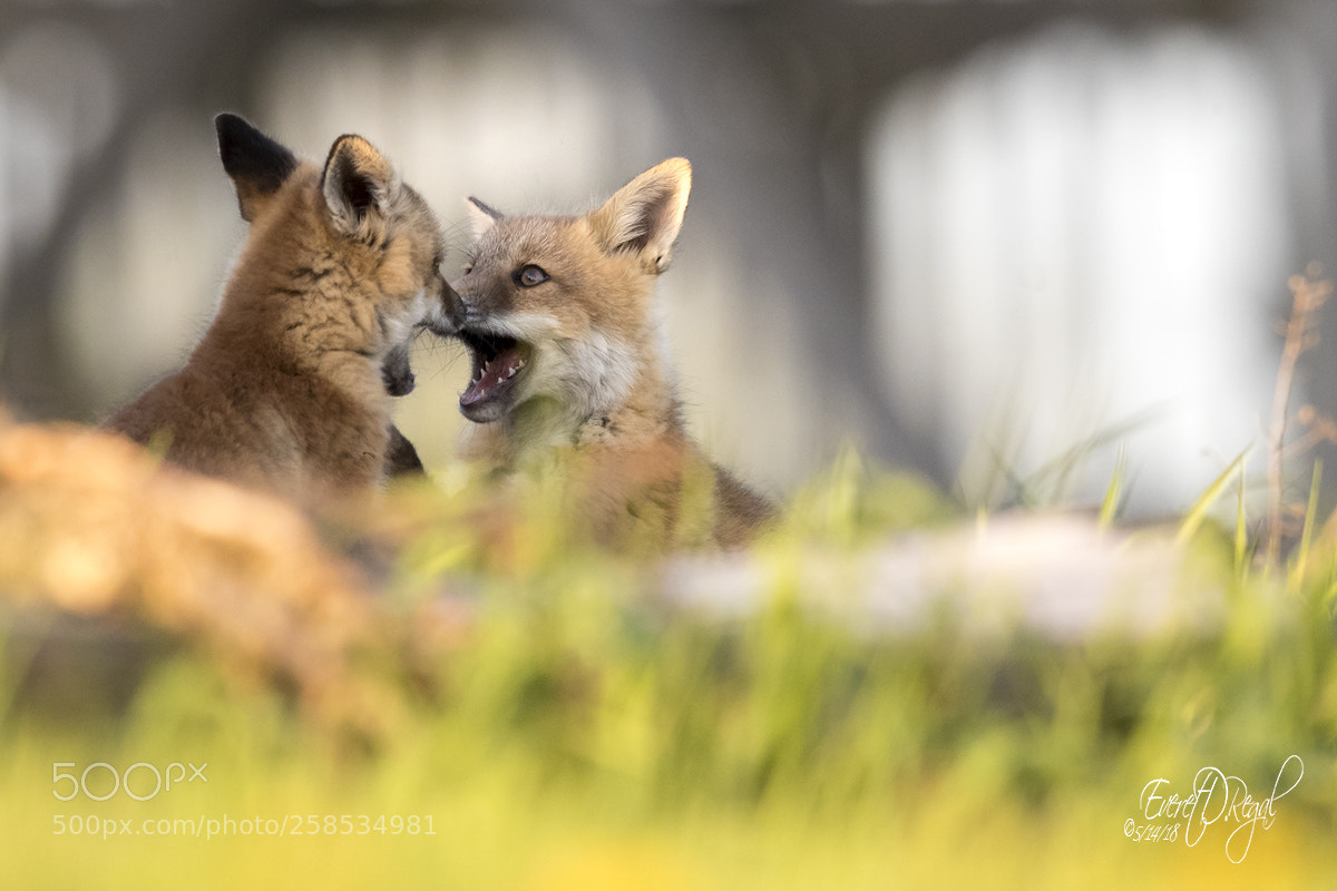 Canon EOS-1D X Mark II sample photo. Facing off! photography