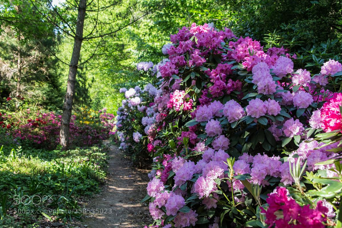 Canon EOS 6D sample photo. Flowering rhododendrons photography