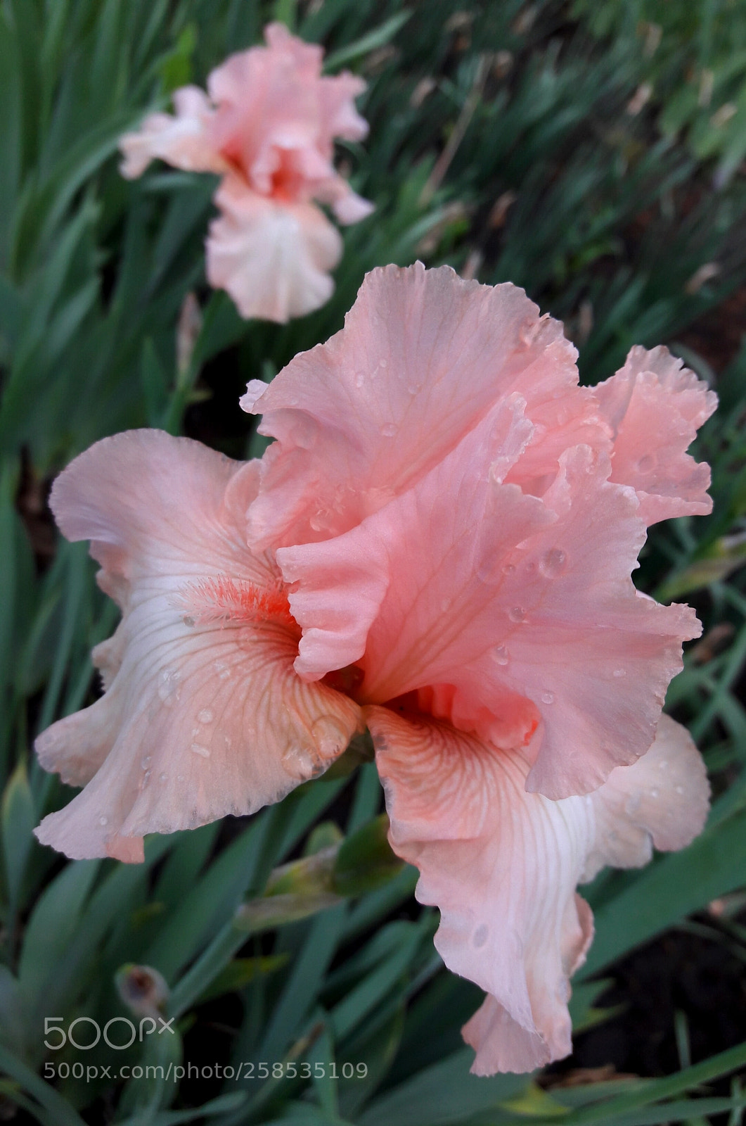 Samsung Galaxy J7 sample photo. Pink tenderness.. photography