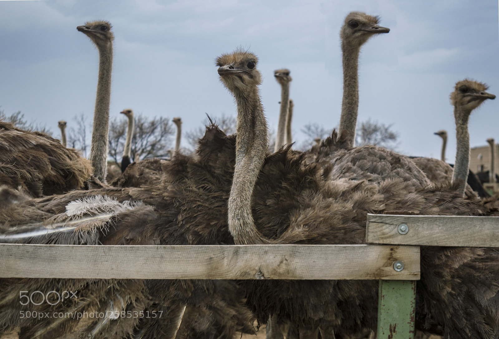Nikon D3200 sample photo. Օstriches photography