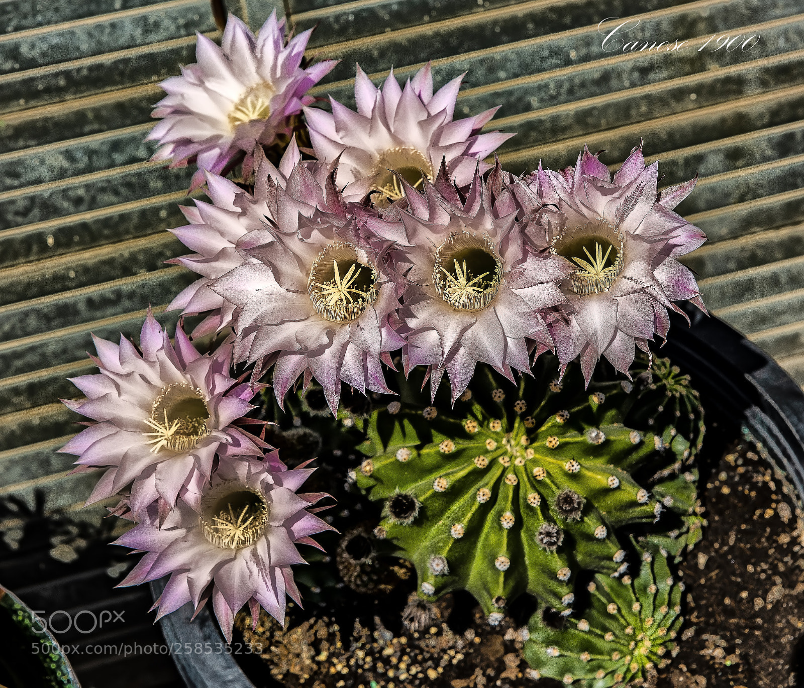 Nikon D810 sample photo. Cactus photography