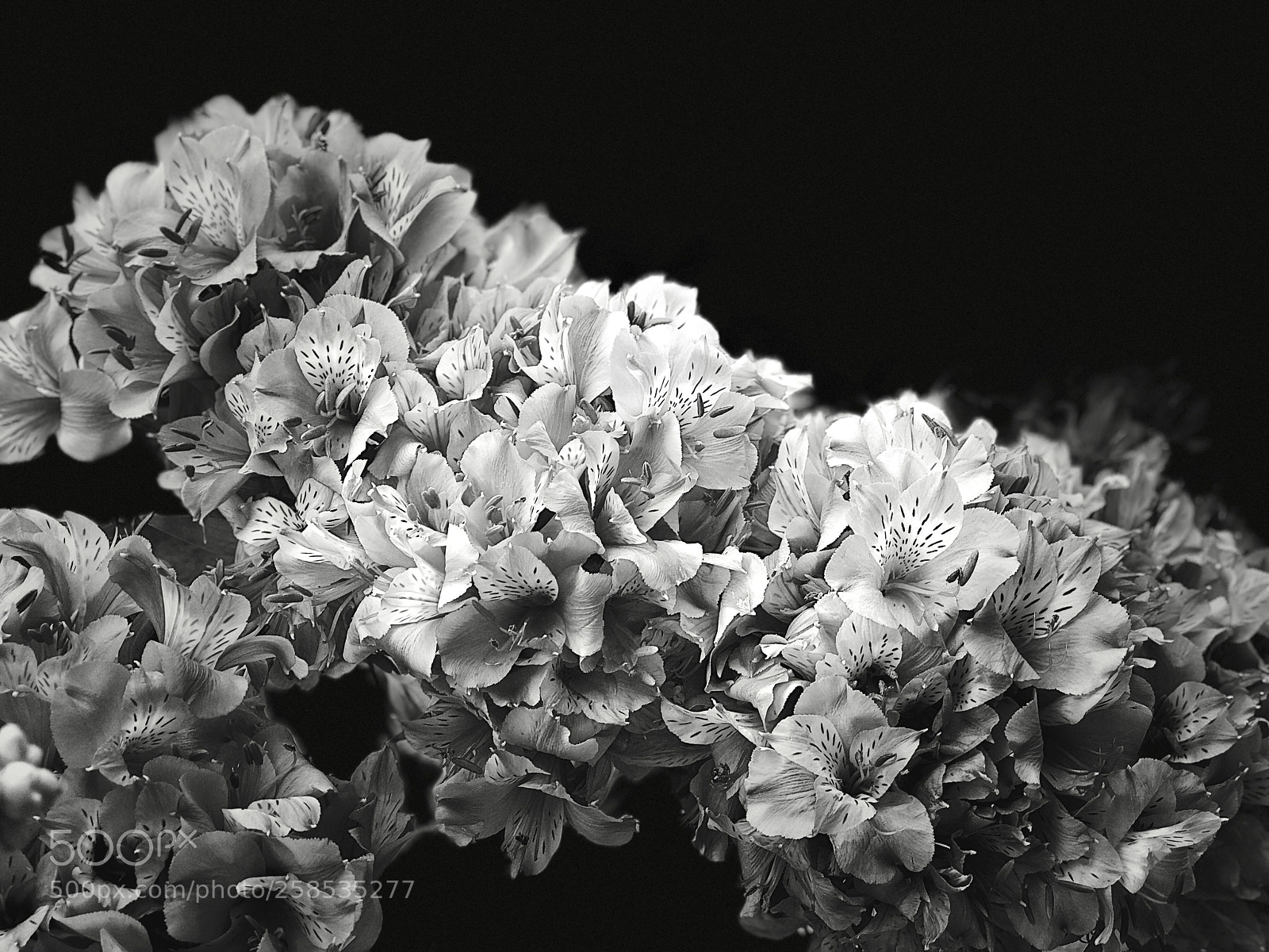 Apple iPhone 8 Plus sample photo. Black and white alstroemerias  photography