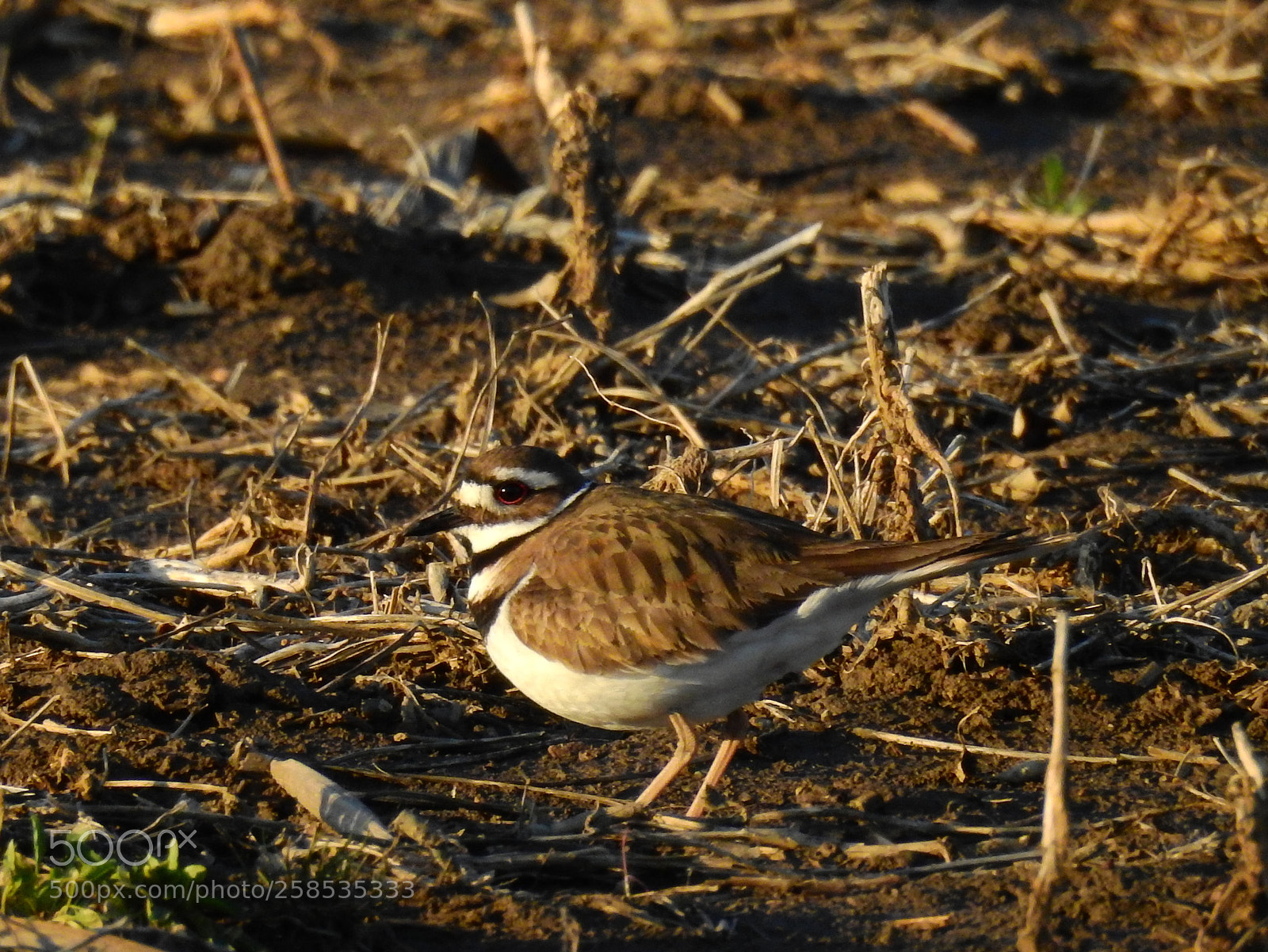Nikon Coolpix P900 sample photo. Killdeer photography