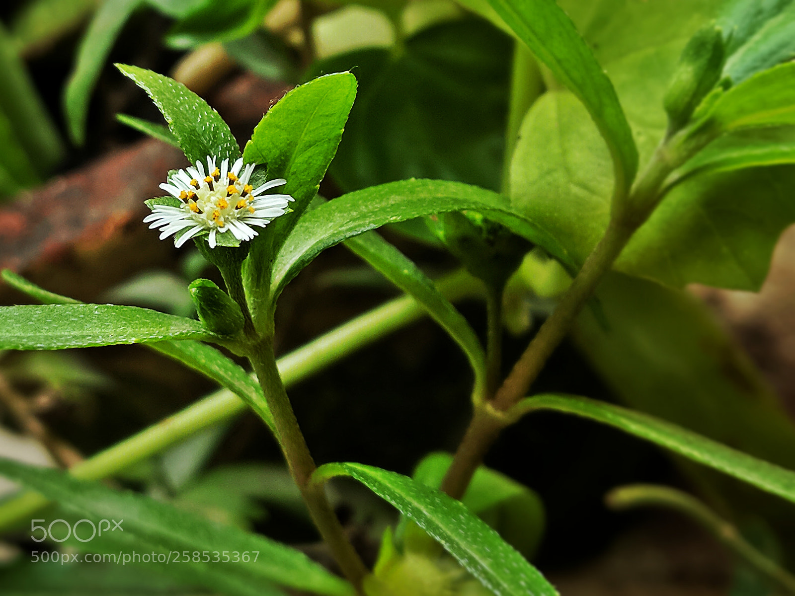 Xiaomi Mi A1 sample photo. Flower photography
