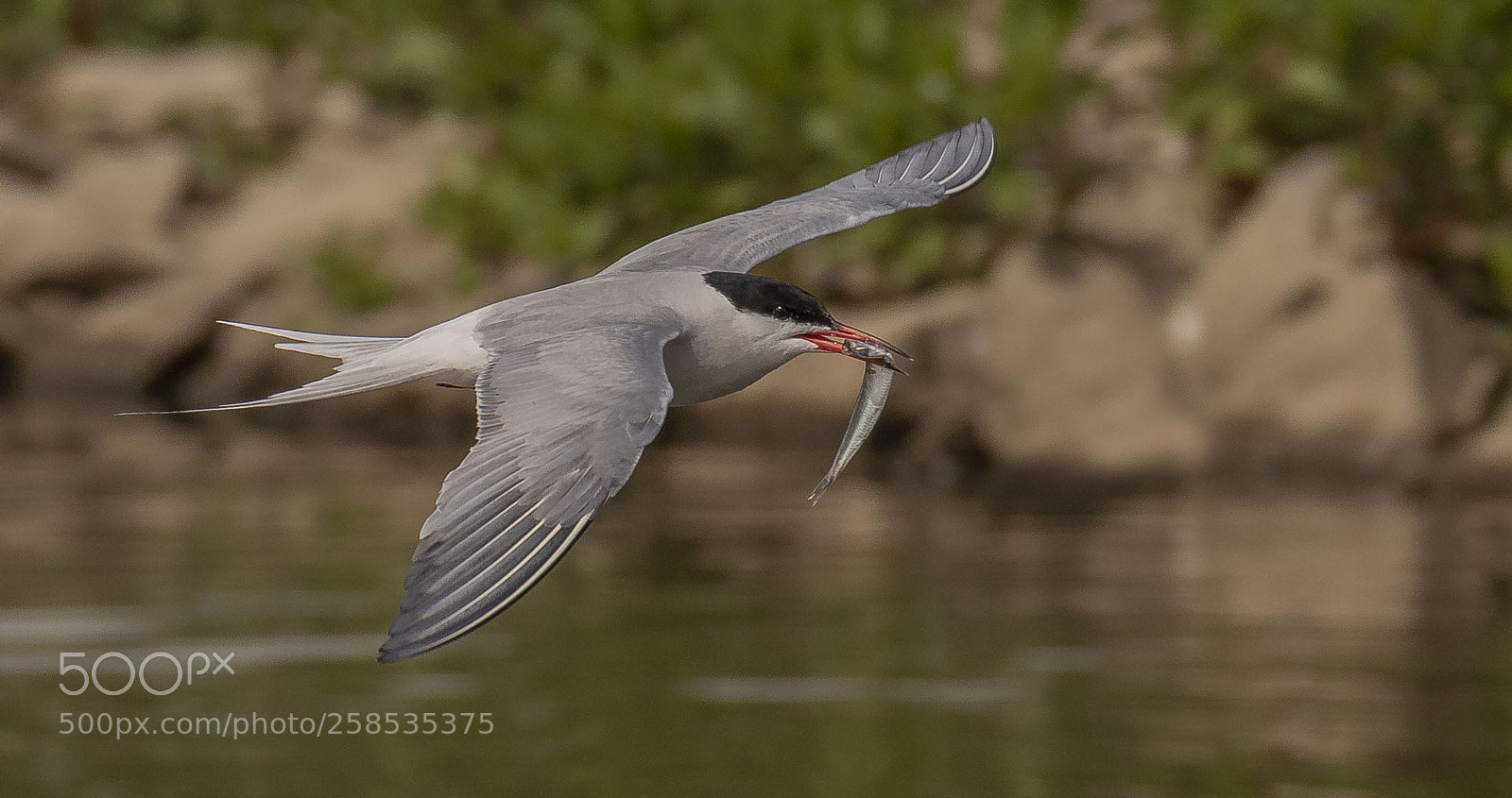 Canon EOS 7D Mark II sample photo. Common tern photography