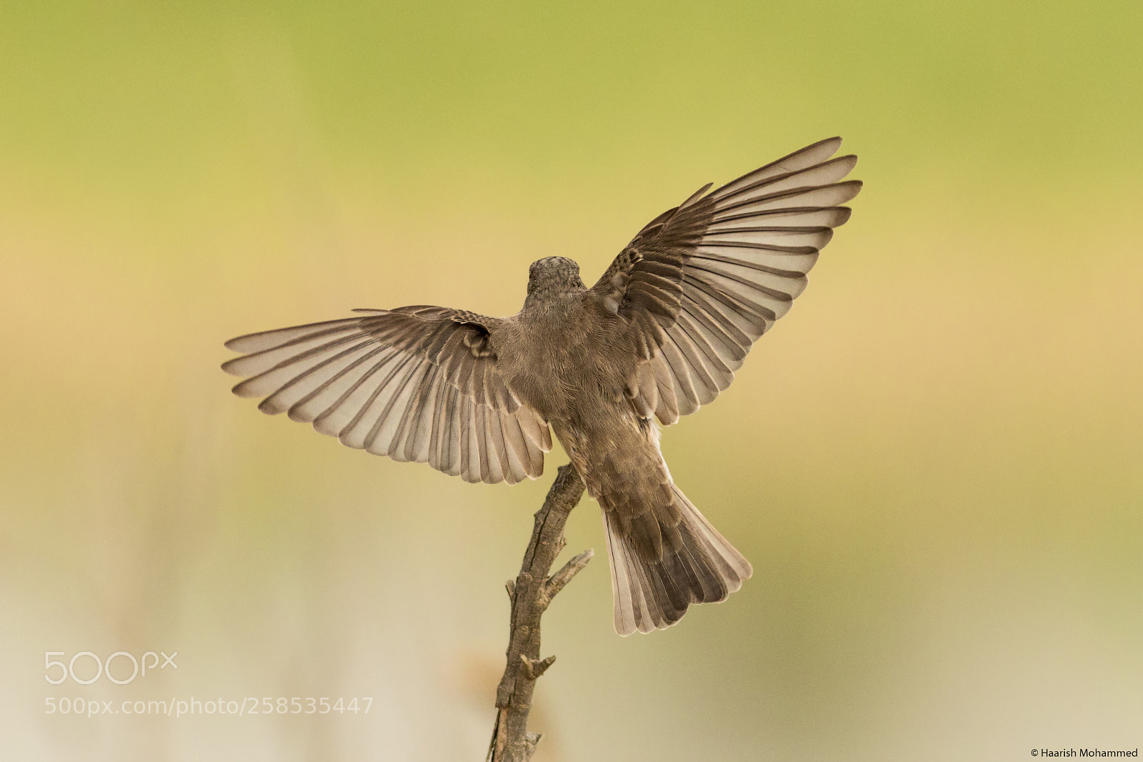 Canon EOS 70D sample photo. Flycatcher wingspan. photography