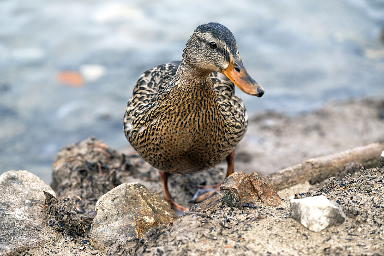 Fujifilm X-T2 sample photo. Out of the water photography