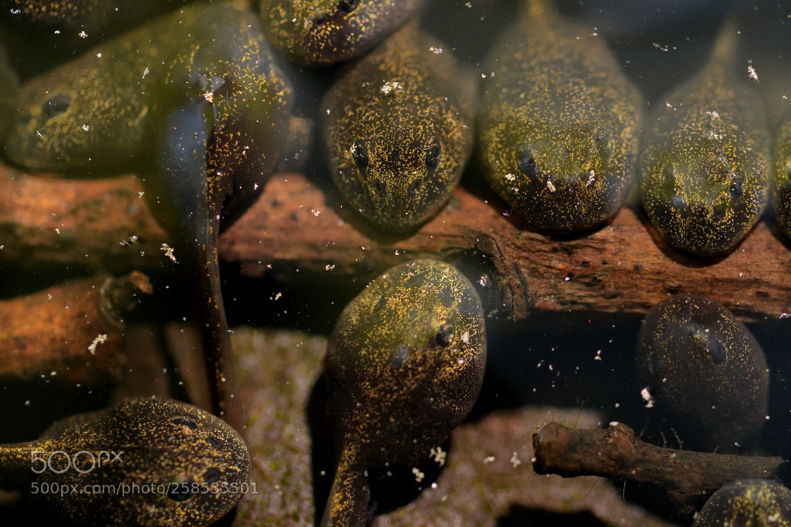Nikon D7500 sample photo. Chubby little blobs photography