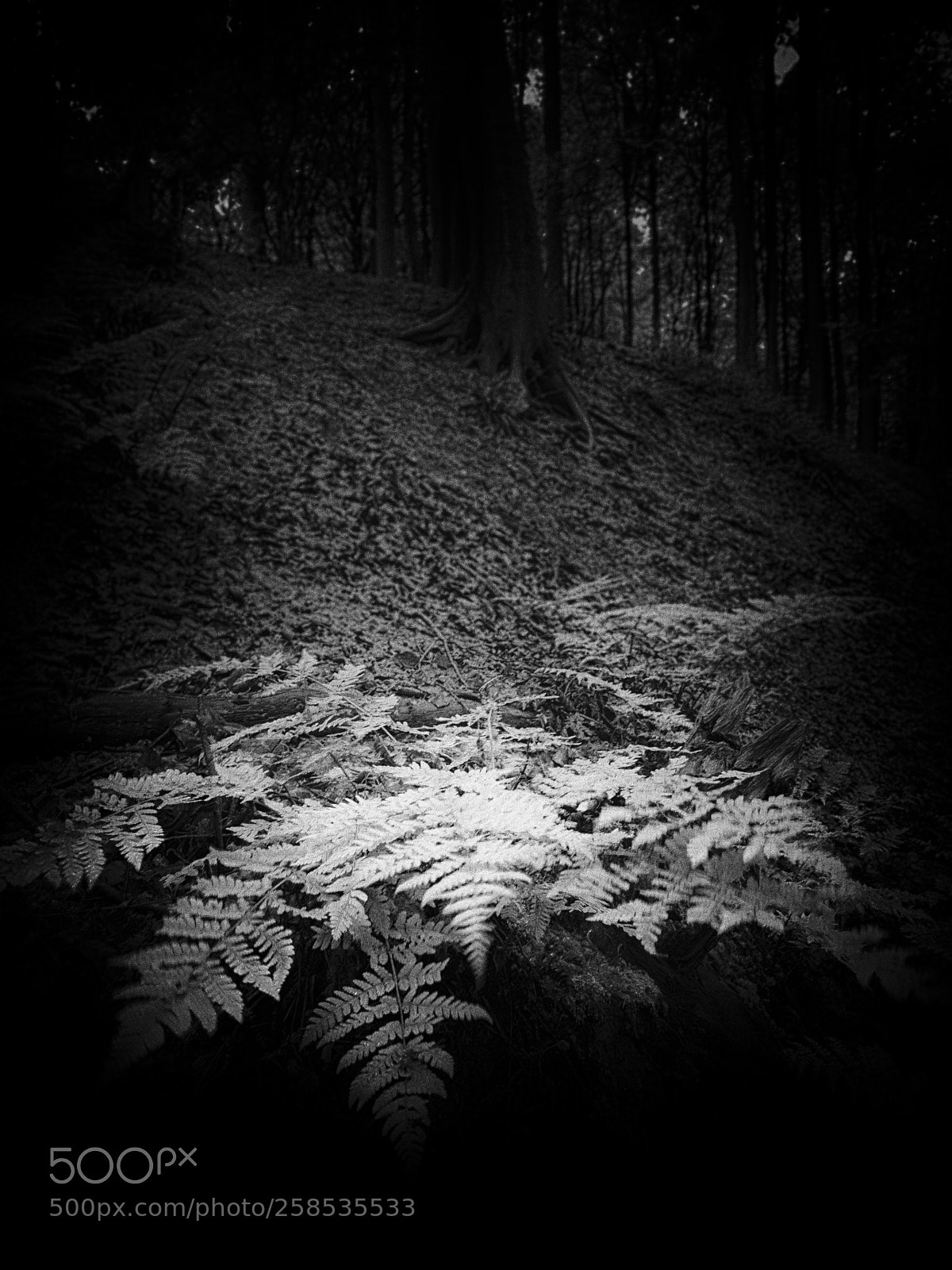 Pentax K-5 sample photo. Fern photography