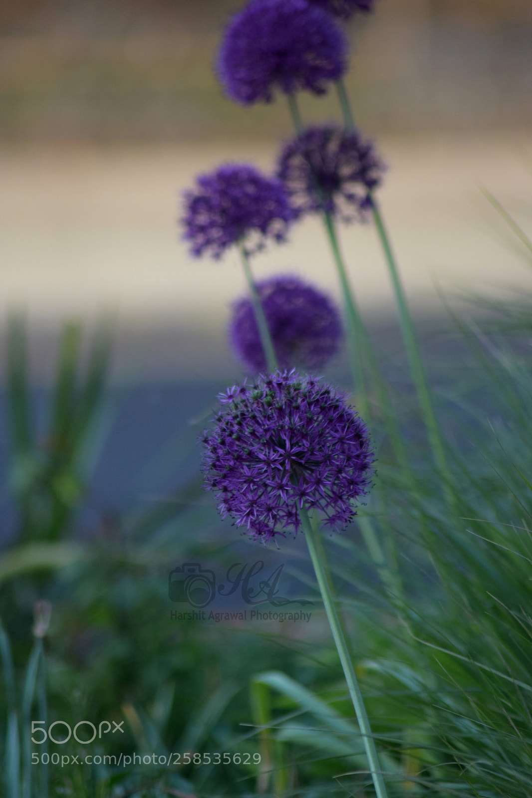 Nikon D5300 sample photo. Mimosa flower photography