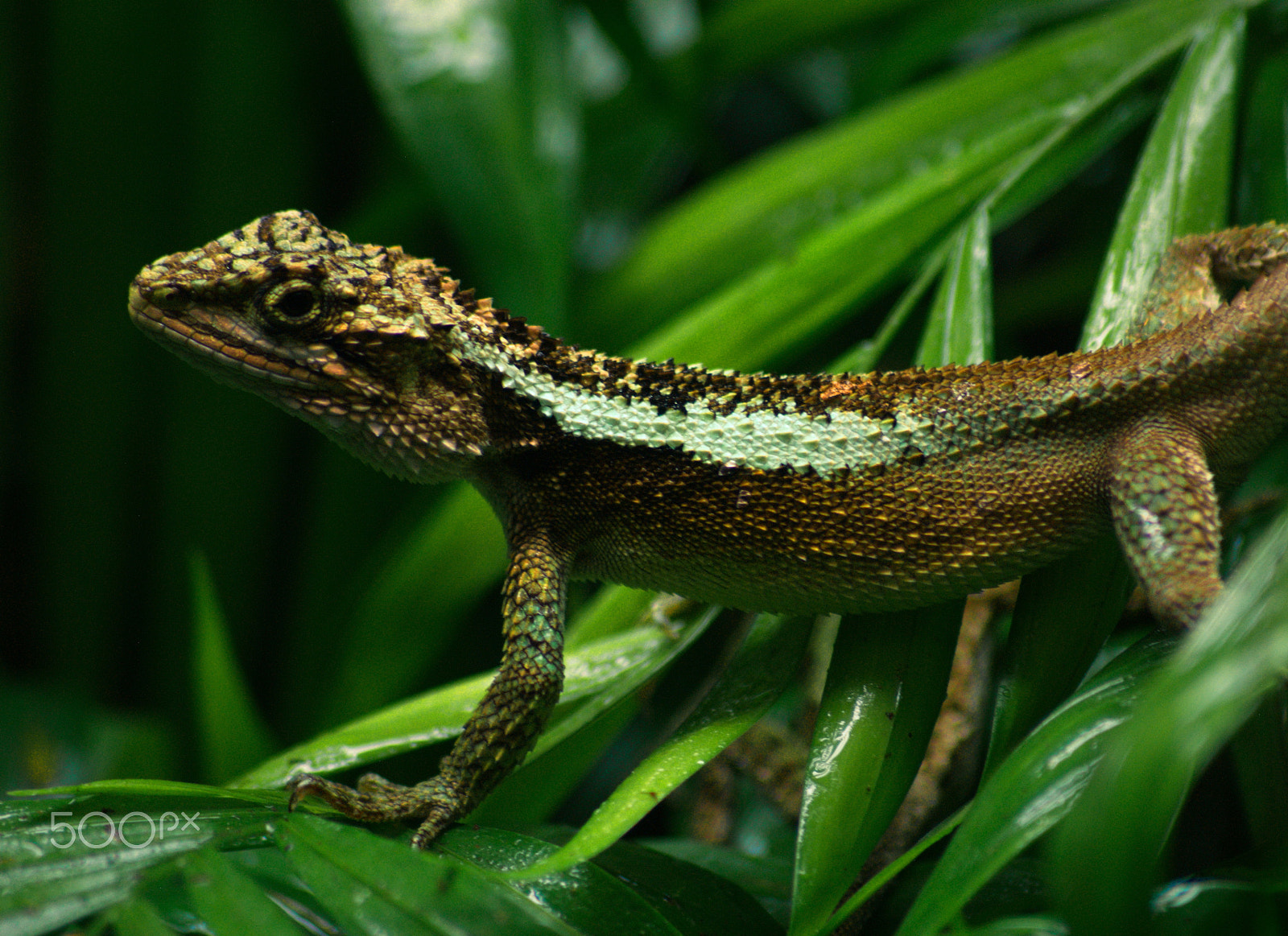 Nikon D3000 + Sigma 70-300mm F4-5.6 APO DG Macro sample photo. Dragon lizard photography