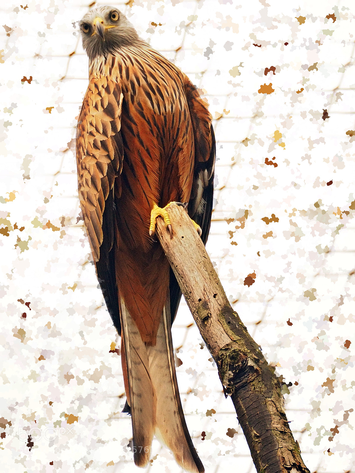 Olympus OM-D E-M5 II sample photo. Red kite photography