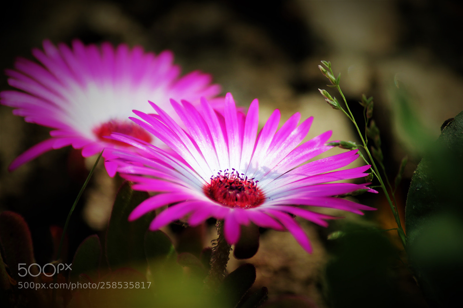 Canon EOS 550D (EOS Rebel T2i / EOS Kiss X4) sample photo. Cineraria photography