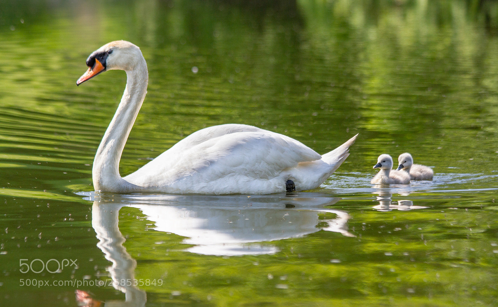 Canon EOS 7D sample photo. Young cygnets following mother photography
