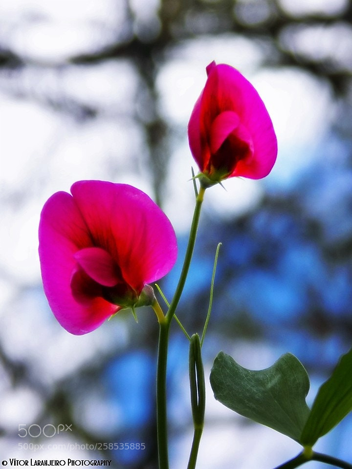 Nikon COOLPIX L330 sample photo. Flores do meu jardim photography