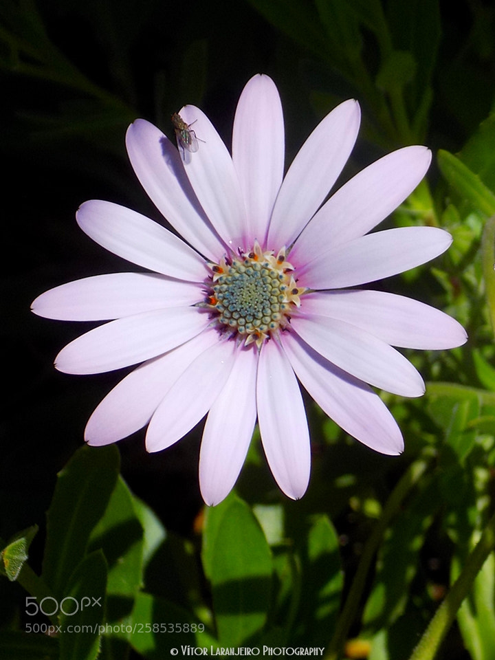 Nikon COOLPIX L330 sample photo. Flores do meu jardim photography