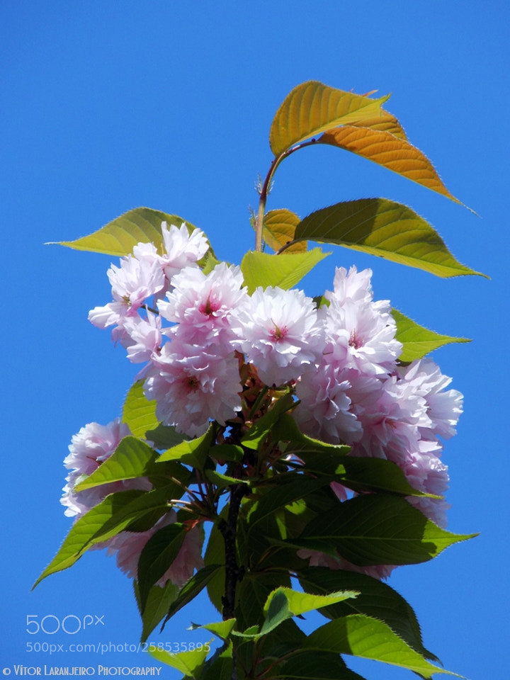 Nikon COOLPIX L330 sample photo. Flores do meu jardim photography