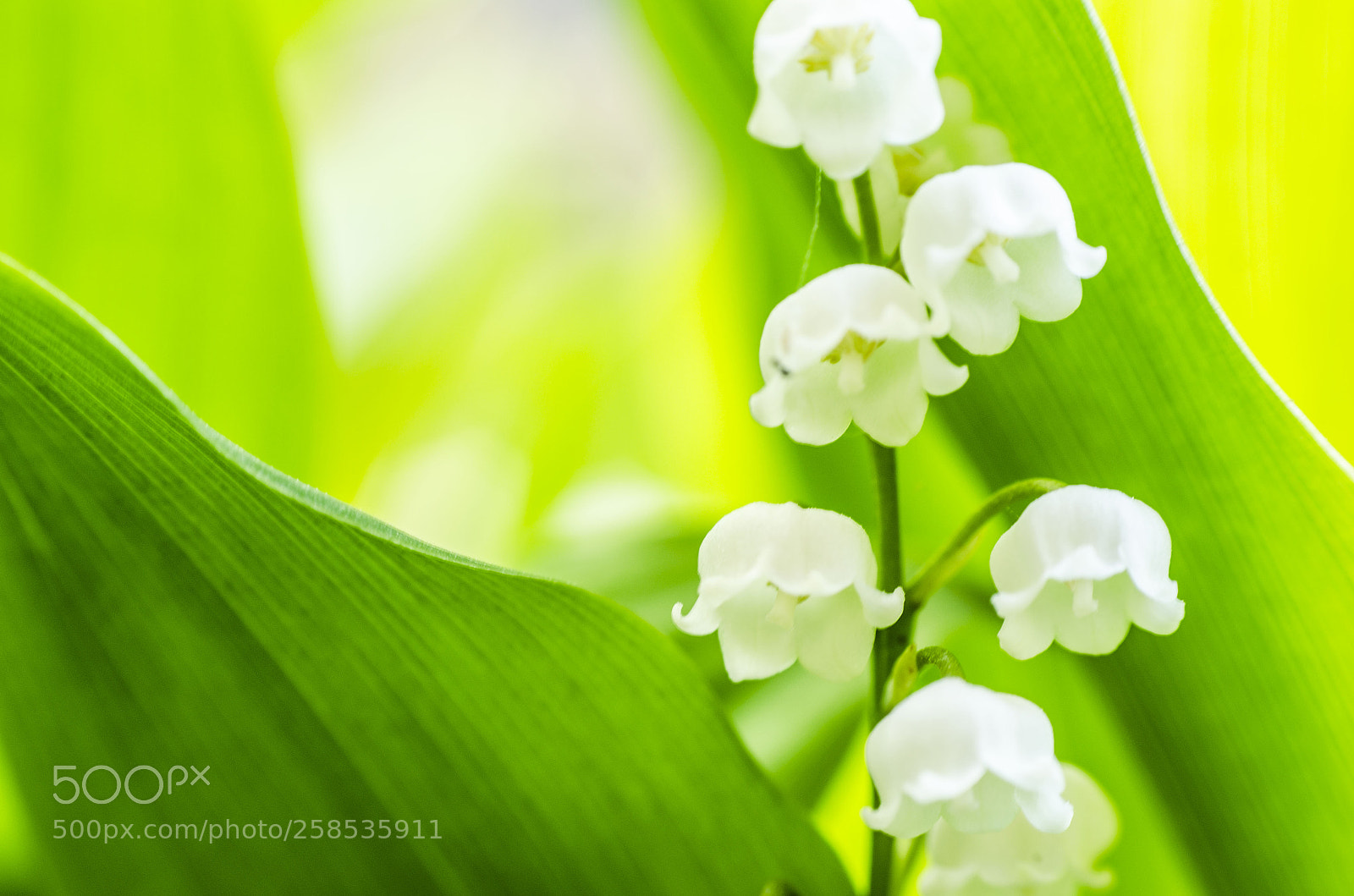 Nikon D5100 sample photo. Lily of the valley photography