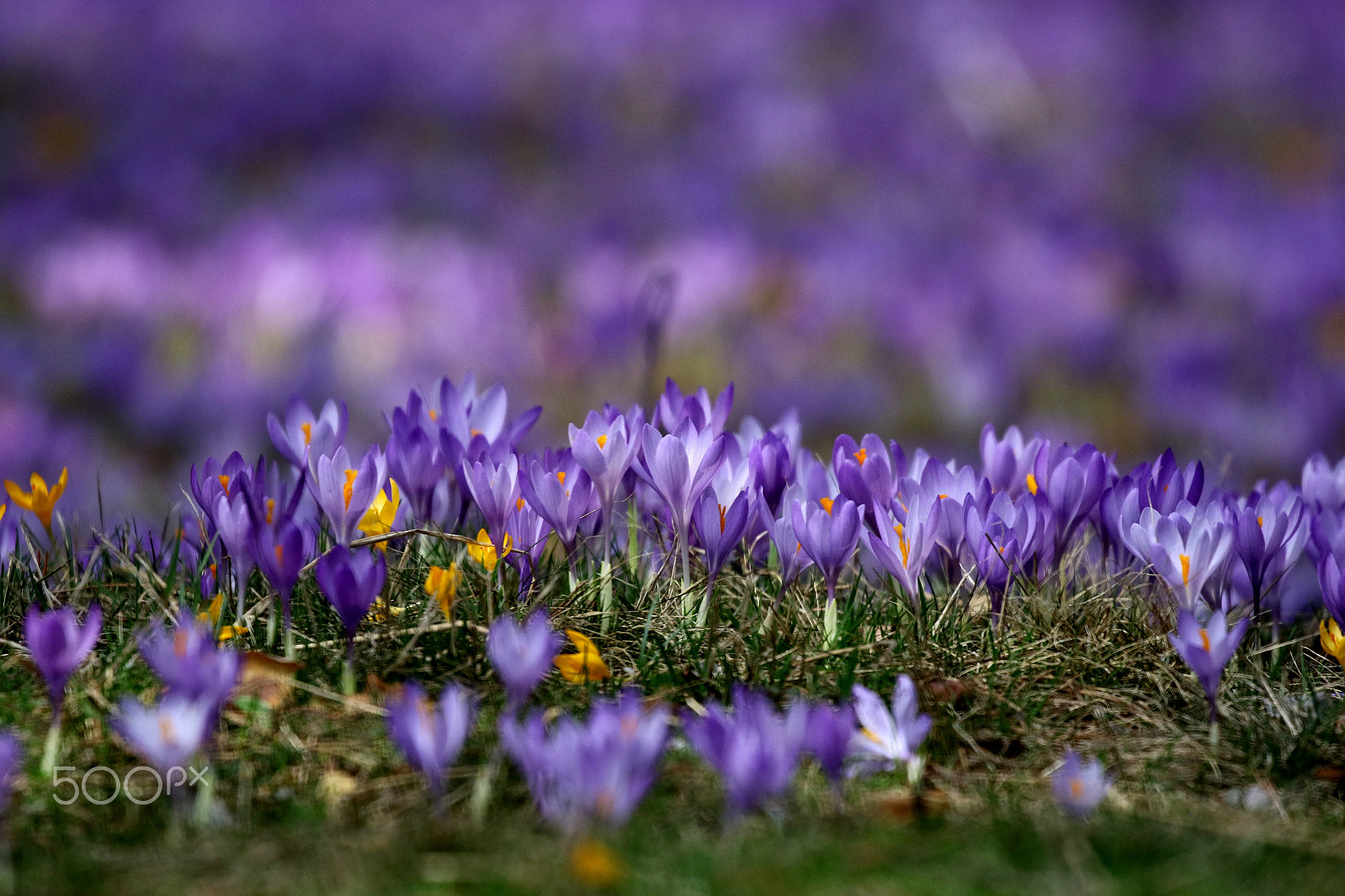Canon EOS 7D Mark II sample photo. Purple mood photography