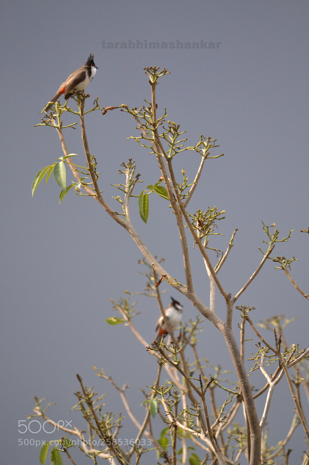 Nikon D3100 sample photo. Finding luck in pairs photography