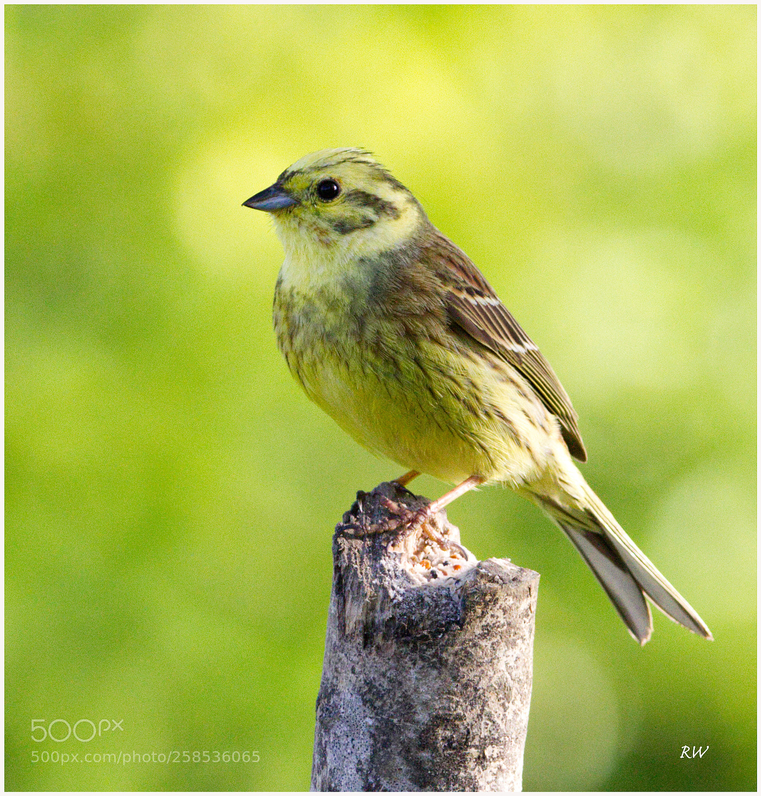 Canon EOS 7D sample photo. Male yellowhammer photography